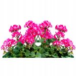 Ziemia Uniwersalna do KWIATÓW ROŚLIN OZDOBNYCH WARZYW I ZIÓŁ 5L - obrazek 2